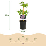 Green boutiQ - Klimplant - Clematis Hagley Hybrid - Bloem Roze - Weinig onderhoud -2 planten -Pot 11cm Hoogte 40cm