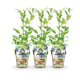 Green boutiQ - Fruitplanten - Blauwe Bes - Vaccinium corymbossum Northland - Winterhard - 3 Planten -Pot 9 cm - Blauwe Bes