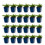 Green boutiQ - Vasteplant - Phlox Rosette - Vlambloem - Bodembedekkend - Roze - 24 Planten - Pot 11cm - Hoogte 15-25cm