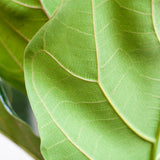 Ficus Lyrata met Potter pot wit - 80cm - Ø21