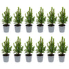 12x Mini-kerstboom - ↑15-20 cm - Ø 6 cm Picea Glauca Perfecta
