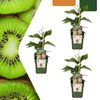 Biologische kiwiplanten (Actinidia) — 3 stuks — Ø13 cm, 20 cm hoog