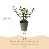 Green boutiQ - Haagplanten - Osmathus burkwoodii - blad groen - 8 planten - 1 strekkende meter - groenblijvend - pot 9cm hoogte 25-30cm