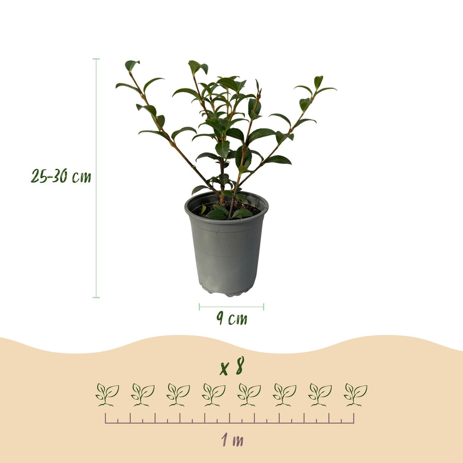 Osmathus burkwoodii — Welriekende olijfhaag, 8 planten (1 strekkende meter), 25-30 cm