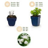 Green boutiQ - Vasteplant - Galium odoratum - Walstro - Bodembedekkend - Wit - 24 Planten - Pot 11cm - Hoogte 15-25cm