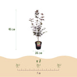 Green boutiQ - Tuinplant - Acer palmatum Bloodgood - Japanse Esdoorn - Bladverliezend - Rood - 1 - Pot 26cm - Hoogte 90cm