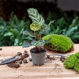 Calathea Makoyana - Pauwenplant - Terrarium plant - Potmaat 6