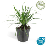 60x Liriope muscari 'Big Blue' - ↕10-25cm - Ø9cm