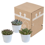 Echeveria mix 10.5 cm - 3x - in witte pot