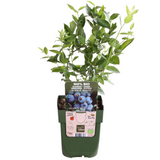 Biologische fruitplantenmix "Zomervruchten" — 4 planten