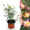 Green boutiQ - Tuin Roos - Rosa Tricolor Fairy - Roos - Winterhard - Geel-Roze - 1 Plant - Pot 12cm - Hoogte Hoogte 20-25cm