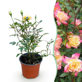 Green boutiQ - Tuin Roos - Rosa Tricolor Fairy - Roos - Winterhard - Geel-Roze - 1 Plant - Pot 12cm - Hoogte Hoogte 20-25cm