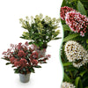 Green boutiQ - Terrasplant - Skimmia japonica Duo - Bloem Wit & Rood - 15+ Bloemen - 2 Planten - Winterhard - Pot 15cm Hoogte 30cm