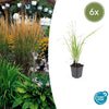6x Calamagrostis acut. 'Karl Foerster'- ↕10-25cm - Ø9cm