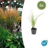 6x Calamagrostis acut. 'Karl Foerster'- ↕10-25cm - Ø9cm
