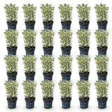 Green boutiQ - 24x Euonymus japonicus White Spire - Kardinaalsmuts - Haagplanten - Groenblijvend - Wit - Groen - Pot 9cm - Hoogte 20-30cm