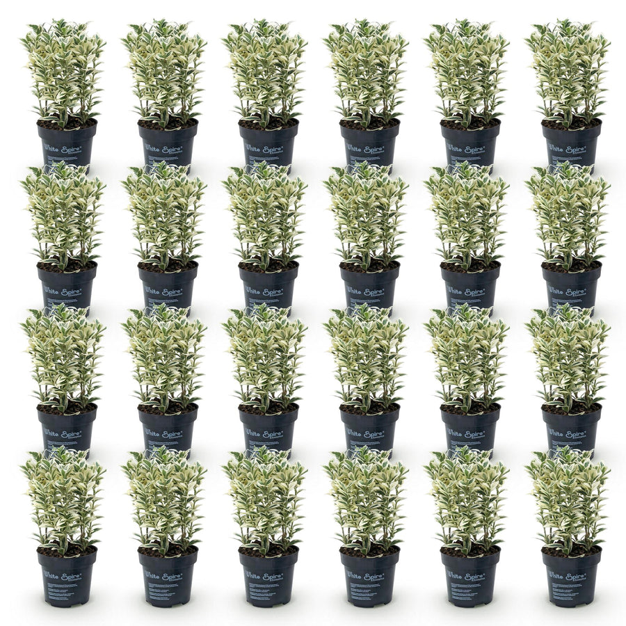 Euonymus japonicus White Spire — Kardinaalsmutshaag, 24 stuks, 20-30 cm