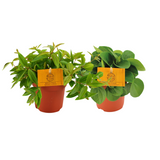 Peperomia Duo 2.0 - 2 stuks - Ø10,5cm - ↕15cm