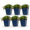 Green boutiQ - Vasteplant - Campanula posch. Stella - Perzikbladklokje - Bodembedekkend - Paars - 6 Planten - Pot 11cm - Hoogte 15-25cm