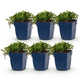 Green boutiQ - Vasteplant - Campanula posch. Stella - Perzikbladklokje - Bodembedekkend - Paars - 6 Planten - Pot 11cm - Hoogte 15-25cm