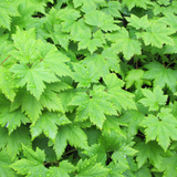 6x Tiarella cordifolia - ↕10-25cm - Ø9cm