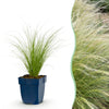 Green boutiQ - Grassen - Stipa tenuissima Ponytails - Vedergras - Groenblijvend - Groen - 1 Plant - Pot 11cm - Hoogte 15-25cm