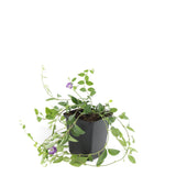 24x Vinca minor 'Atropurpurea', - ↕10-25cm - Ø9cm