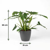 Green boutiQ - Kamerplant - Philodendron - Philodendron Lacerum - Groen - Weinig onderhoud - 1 Plant - met Potter Grijs - Pot 19cm - Hoogte 65cm