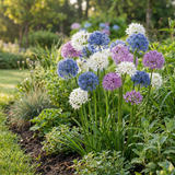 30x Allium Buzzing Beauties - Sierui Buzzing Beauties - Diversen - Zomerbloeier - Bolmaat 6/7