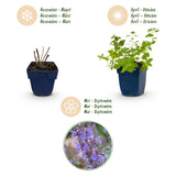 Green boutiQ - Vasteplant - Nepeta faassenii 'Six Hills Giant' - Kattenkruid - Bijen- en vlinderlokkers - Paars - 6 Planten - Pot 11cm - Hoogte 15-25cm