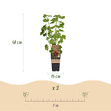 Green boutiQ - Fruitplant - Ribes -Rubes-Vaccinium Mix - Rainbow - Winterhard - Rode Bes - Zwarte Braam - Gele Framboos - Blauwe Bes - 4 Planten - Pot 15cm - Hoogte 50cm