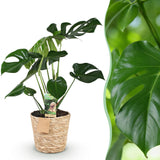 Green BoutiQ - Green is... Kamerplanten - Monstera Deliciosa - Gatenplant - Weinig onderhoud - met mand - Groen - 1 Plant - Pot 17cm - Hoogte 50-55cm