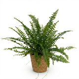 Green boutiQ - Kamerplant - Nephrolepsis exaltata Green Lady - Varen - Huisdiervriendelijke Plant - Groen - 1 Plant - met Mand - Pot 12cm - Hoogte 25cm