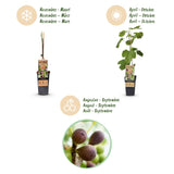 Green boutiQ - Fruitplant - Ficus caria Little miss Figgy - Vijgenboom - Winterhard - Rode Vrucht - 2 Planten - Pot 15cm - Hoogte 50cm