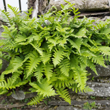 60x Polypodium vulgare - ↕10-25cm - Ø9cm