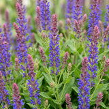 Green boutiQ - Vasteplant - Salvia nem. Sense Deepl Blue - Salie - Bijen en Vlinderlokkers - Paars - 12 Planten - Pot 11cm - Hoogte 15-25cm