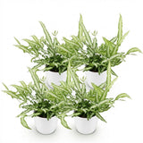 Green boutiQ - Kamerplant - Pteris cretica Albolineata - Lintvaren - Huisdiervriendelijke Plant - Groen - 4 Planten - met Potter Wit - Pot 12cm - Hoogte 20cm