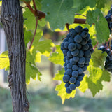 Green boutiQ - Fruitplant - Vitis vinifera Boskoop Glory - Druivenplant - Winterhard - Blauwe Druif - 2 Planten - Pot 15cm - Hoogte 50cm
