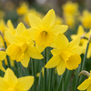 60x Narcissus February Gold - Februarigouden narcis - Geel - Voorjaarsbloeier - Bolmaat 10/12