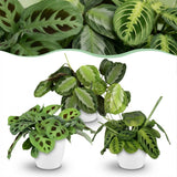 Green boutiQ - Kamerplant - Marantha Silverband, Marantha Lemon Lime Marantha Kerchoveana - Gebedsplant - Huisdiervriendelijke Plant - Groen - 3 Planten - met Potter Wit - Pot 12cm - Hoogte 25cm