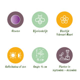 Green boutiQ - Bloembollen - Crocus Ruby Giant - Kleur Paars - 50 stuks - Bolmaat 5/6 - XXL Pack