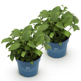 Green boutiQ - Tuinplant - Hydrangea Endles Summer The Orginal Blue - Hortensia - Winterhard - Blauw - 2 Planten - Pot 14cm - Hoogte 20-25cm