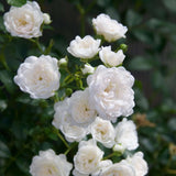 Green boutiQ - Tuin Roos - Rosa White Fairy - Roos - Winterhard - Wit - 1 Plant - Pot 12cm - Hoogte Hoogte 20-25cm