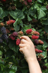 Rubus fruticosus 'Thornless Evergreen' - Doornloze Braam - Ø13cm - ↕45cm