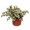 Portulacaria afra Variegata 10,5cm - zonder pot
