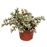 Portulacaria afra Variegata 10,5cm - zonder pot