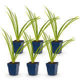 Green boutiQ - Vasteplant - Hemerocallis Pink Damask - Daglelie - Bijen en Vlinderlokkers - Roze - 6 Planten - Pot 11cm - Hoogte 15-25cm