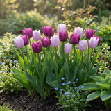 40x Tulipa Prince mix - Tulp Prince mix - Diversen - Voorjaarsbloeier - Bolmaat 11/16