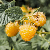 Green boutiQ - Fruitplant - Rubus idaeus Fallgold - Frambozenplant - Winterhard - Gele Framboos - 2 Planten - Pot 15cm - Hoogte 50cm
