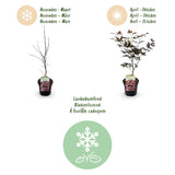 Green boutiQ - Terrasplant - Japanse Esdoorn - Acer palmatum Bloodgood - Rood - 1 Plant - Bladverliezend - Pot 19cm Hoogte 70cm